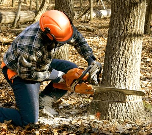 Tree Removal in Oldtown, MD